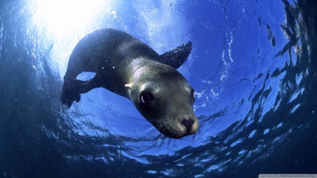 california sealion - california, sealion, water, blue