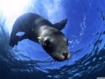 california sealion