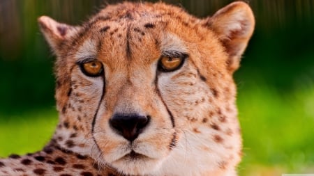 cheetah portriat - portrait, cheetah, face, cat