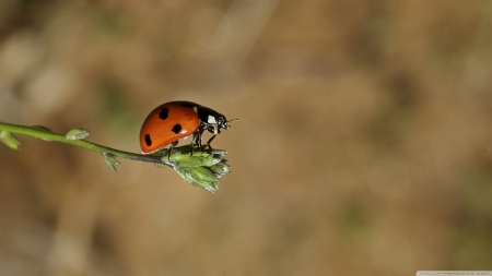 ladybug on a bud - bud, insect, green, ladybug