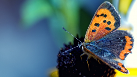 last days of summer - flower, butterfly, insect, blue