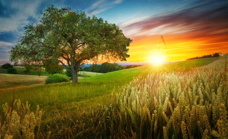 Sunset Over The Hill - hill, sky, trees, sunset, field, harvest, beautiful, green grass, lupins, flowers