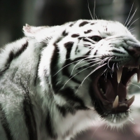 roaring tiger
