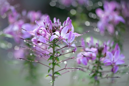 Spring Flowers - purple, flowers, dew, spring, drops