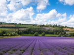 Castle Farm Fields