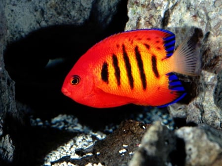 beautiful fish - fish, red, rock, yellow