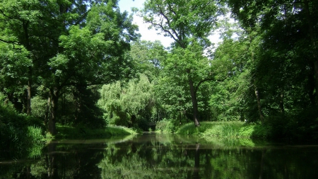 forest river - tree, forest, grass, river