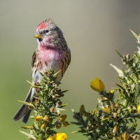 Bird on the Flowers Plant