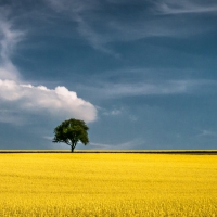 Fields-of-Gold-tree