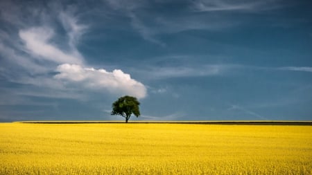 Fields-of-Gold-tree