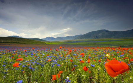 pole-maki-peyzazh - maki, pole, peyzazh, Flowers