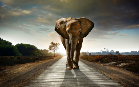 Caution! Elephant on Road - animals, elephant, road, clouds