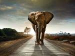 Caution! Elephant on Road