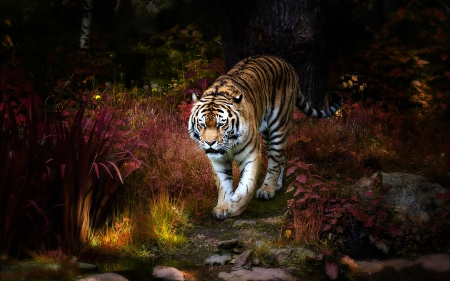 Tiger Artwork Picture - forest, tiger, animals, artwork