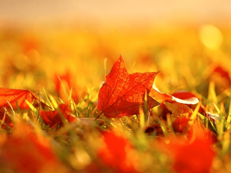 Autumn foliage - pretty, beautiful, grass, colors, lovely, leaves, nature, all, autumn, red, foliage