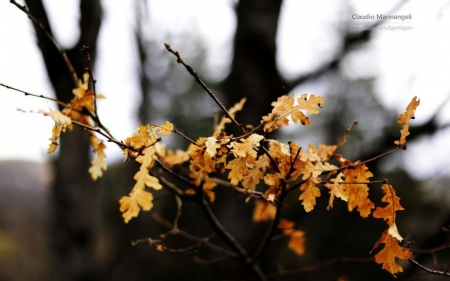 Foliage almost and ashroccad icambio - autumn, photography, branch, leaf, wallpaper, abstract, fall, forest, macro, close-up, seasons, leaves, tree, twigs