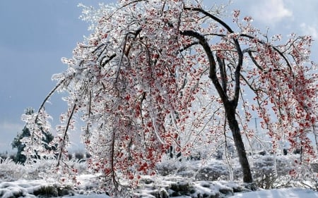 Frozen Tree - white, winter, frozen, snow