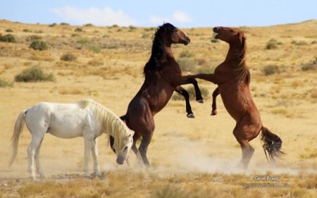 Mustangs - wildlife, wild horse, animals, wallpaper, hd, nature, wilderness, horse, mustang, wild, wild animals