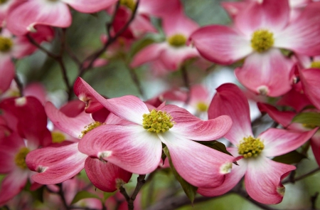 Pink Flowers - flowers, lovely, beautiful, pink