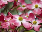 Pink Flowers