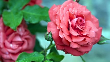 Rose - lovely, red, flower, rose