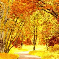 Autumn Path