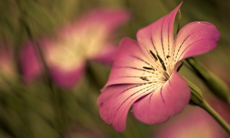 Purple flowers - nature, purple, flowers, beautiful