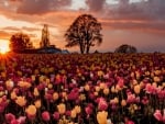 Tulip Farms