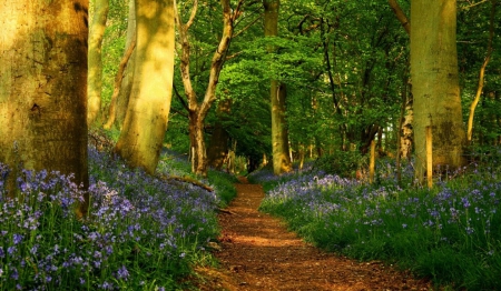 Path between flowers - path, trees, forest, wild flowers