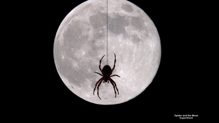 Spider and the Moon