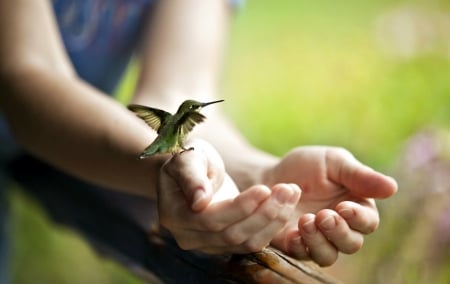 Humming-bird - flying, humming-bird, hand, feather, wings, green, cute, bird