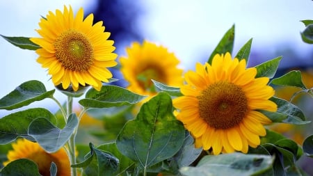 Sunflowers - flowers, yellow, sunflower, nature