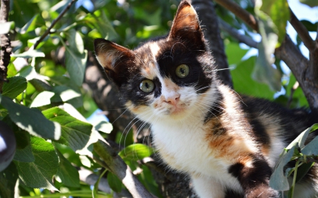 Kitten - white, animal, spot, kitten, green, leaf, tree, cat