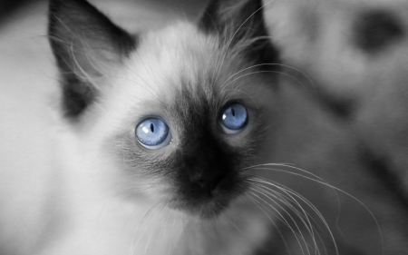 Innocence - black, white, animal, kitten, cute, siamese, cat, blue eyes