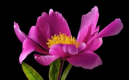 Peony - black, peony, yellow, flower, pink