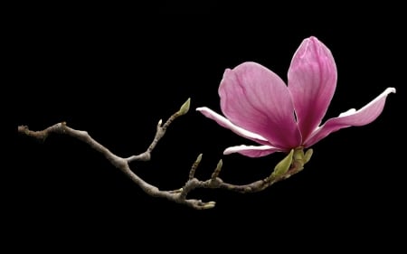 Magnolia - black, magnolia, branch, spring, flower, pink