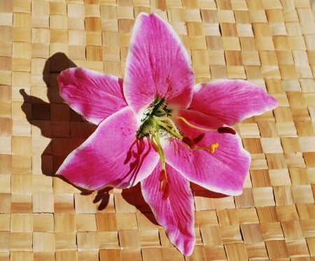 Pink Lily - flowers, pink, liles, photography