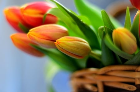 Basket of tulips - tulips, bouquet, basket, flowers