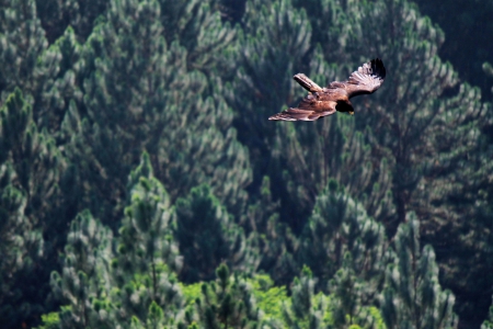 Bird of Pray - bird, eagle, animal, nature, fly, freedom