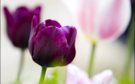 Tulips - flowers, purple tulips, pink and purple, beautiful