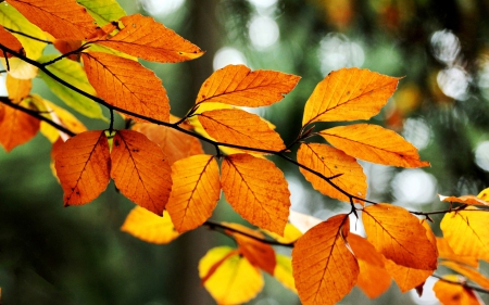 Golden Leaves - leaves, tree branch, nature, autumn