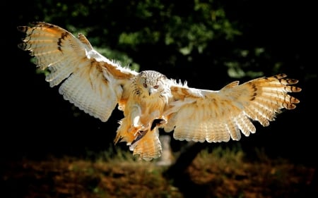 Owl in Flight - owl, owls, birds, owl in flight