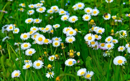 White Daisies - nature, fields, flowers, daisies