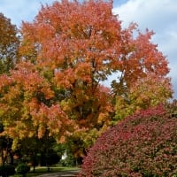 Autumn Colors