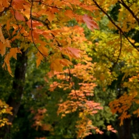 Golden Autumn