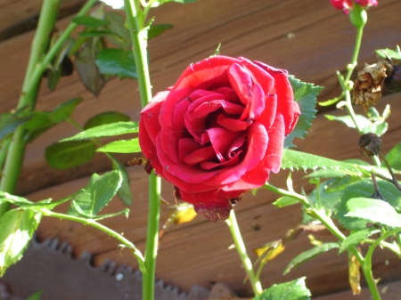 red rose - red rose, nature, beautiful, red, rose, lovely