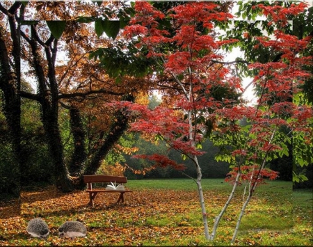 Autumn Park - fall leaves, nature, park, autumn