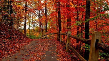 Autumn Path - nature, autumn, trees, forests, autumn path, path