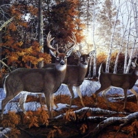 Deer in first Snow