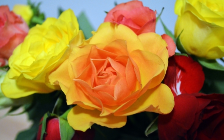 Colorful Roses - flowers, bright, roses, colorful